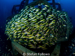 System Migration ... ! Big Eye Snapper - Lutjanus lutjanu... by Stefan Follows 